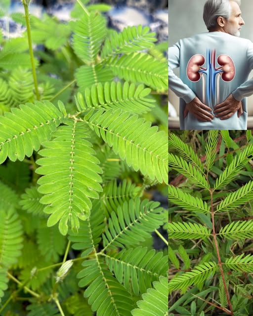 Unveiling the Healing Power of Mimosa Pudica: 10 Amazing Health Benefits and How to Use It