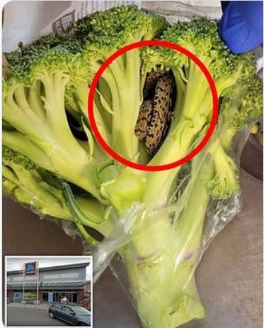 A customer buys a bunch of broccoli and then sees something moving near the stem