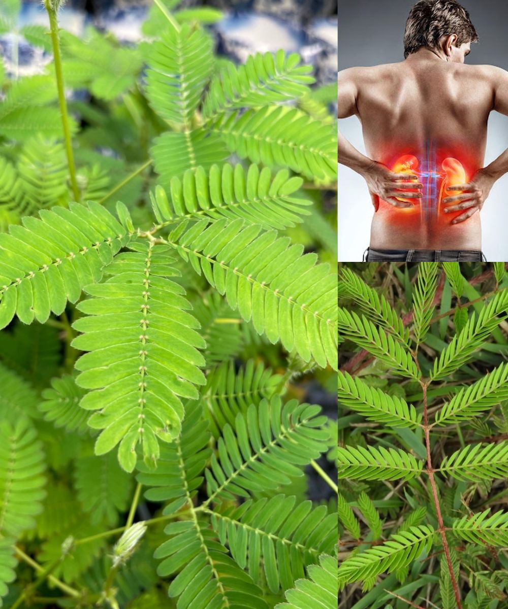 The Healing Power of Mimosa Pudica: 10 Health Benefits and How to Use This Amazing Plant