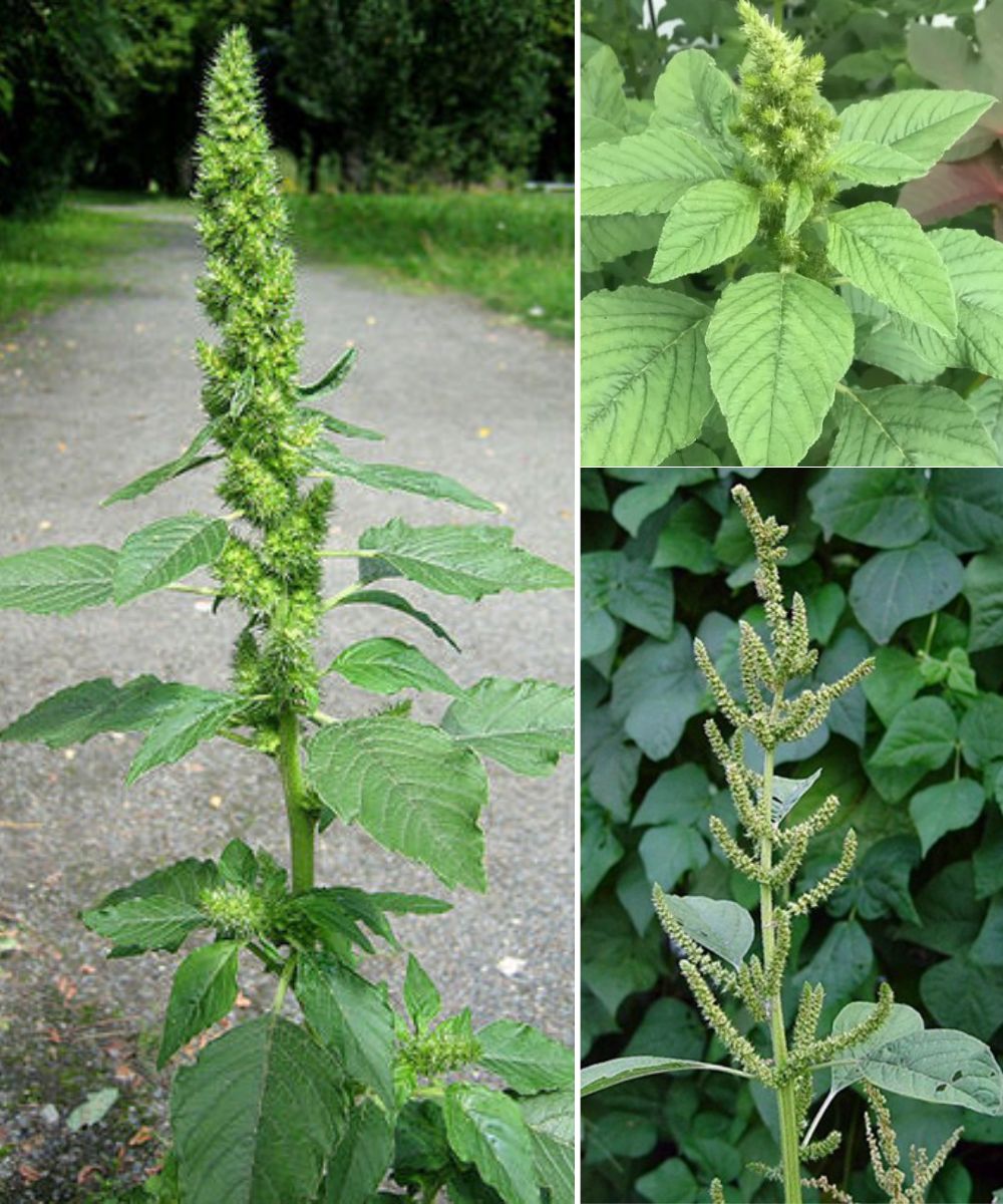 Discover the Health Benefits of Pigweed: A Hidden Nutritional Powerhouse