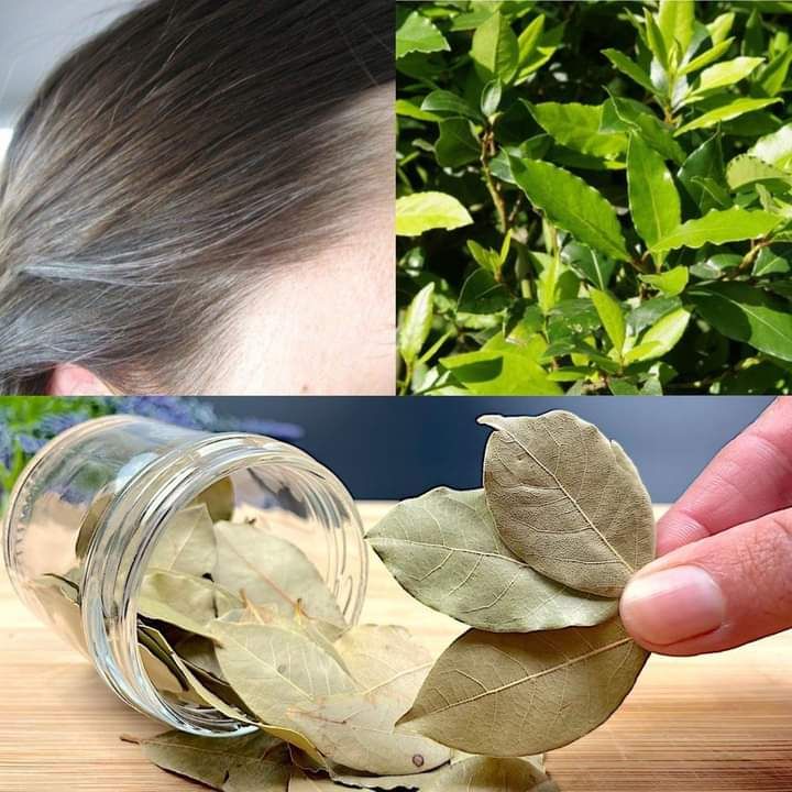 Bay Leaf Hair Treatment: A Natural Remedy for Healthier, Stronger Hair