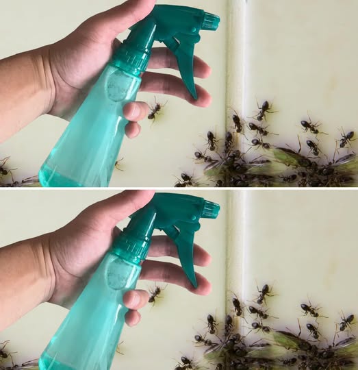 Spray this natural DIY repellent to say goodbye to flies and mosquitoes in 2 minutes