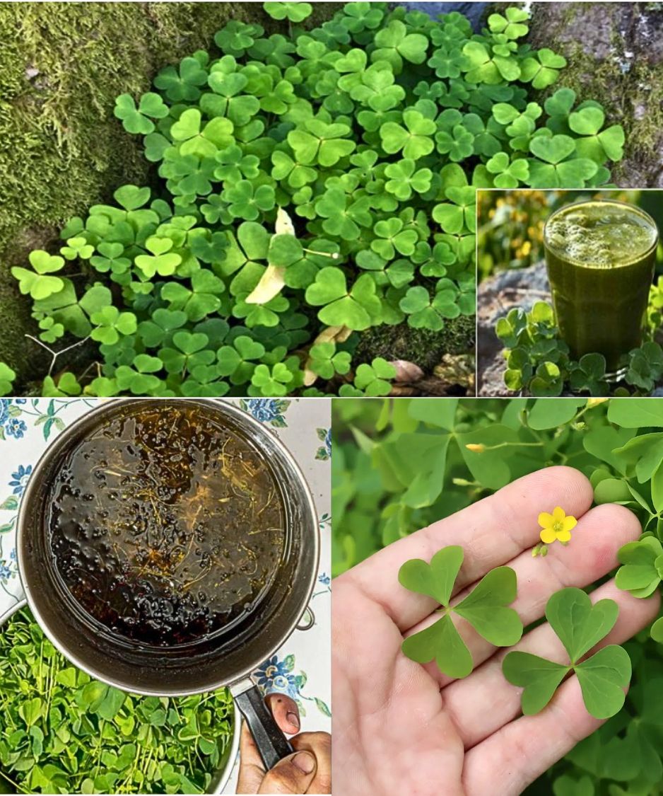 Wood Sorrel Benefits and Uses