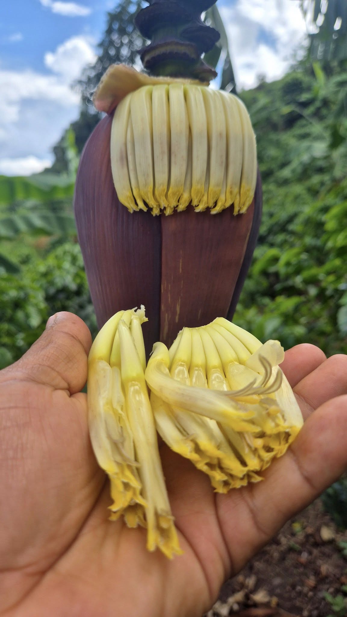 12 Amazing Benefits of Banana Flower for Those Who Often Struggle with Common Illnesses