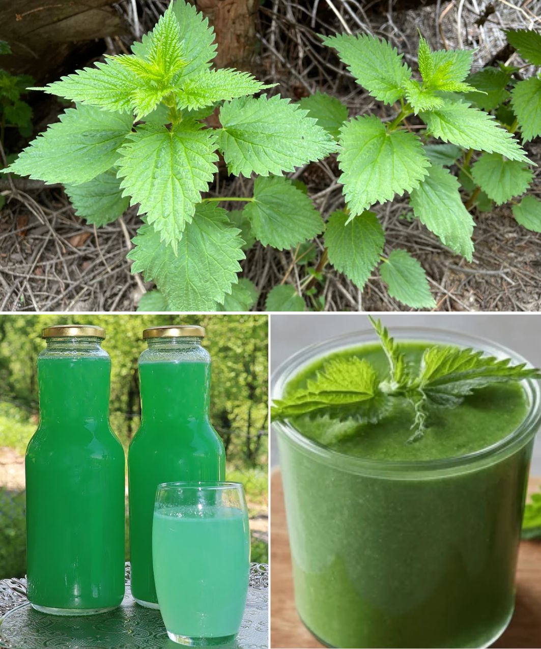 Nettle and Lemon Syrup Recipe: A Natural, No-Cook, Preservative-Free Delight