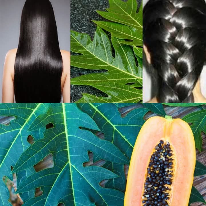 Turn White Hair to Black Hair Naturally and Grow Long Hair with Papaya Leaves Overnight