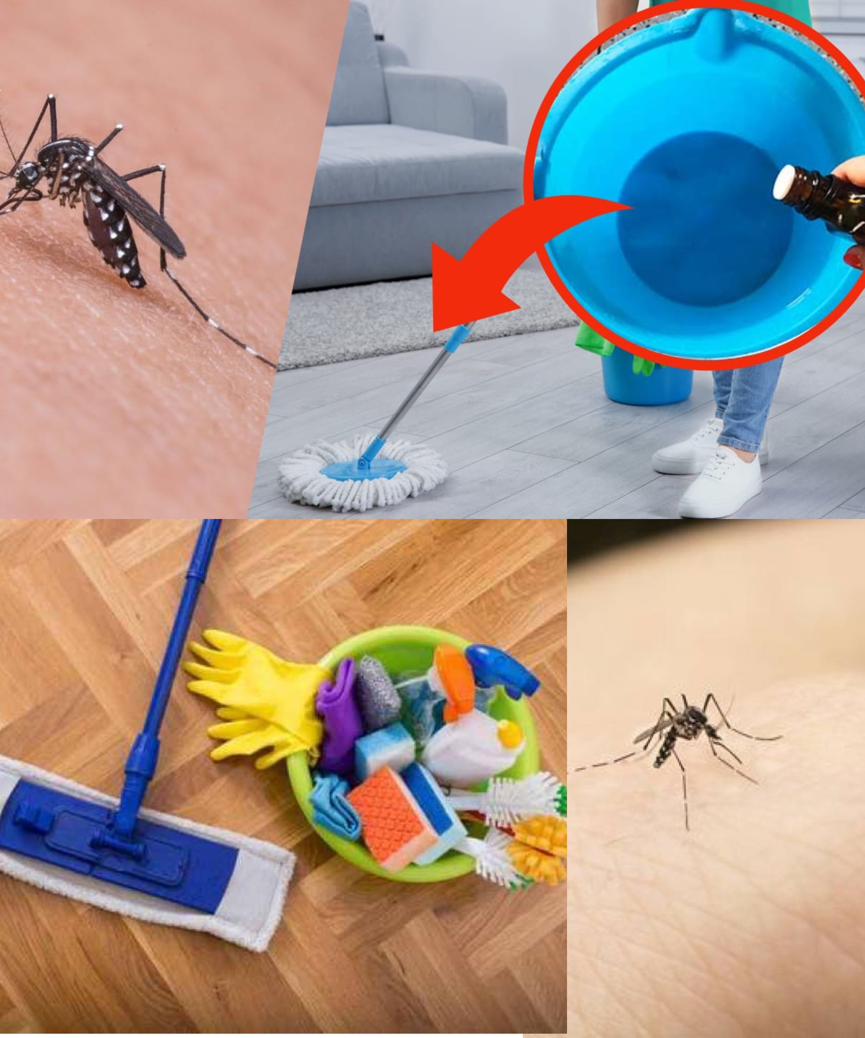 GOODBYE TO MOSQUITOES FOR THE ENTIRE SUMMER, THROW A PINCH ON THE GROUND: YOU WON’T SEE EVEN A SHADOW ANYMORE