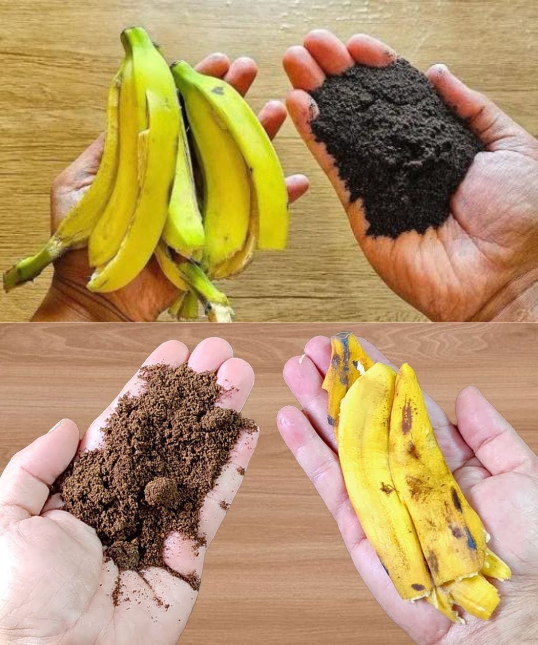 Transform Banana Peels and Coffee Grounds into Powerful Homemade Fertilizer