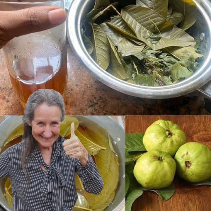 Amazing benefits of guava leaves and how to use them