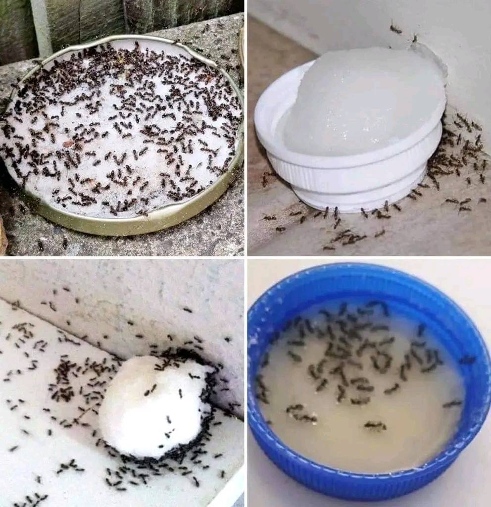 How to prevent ants from entering your house: 9 infallible tricks