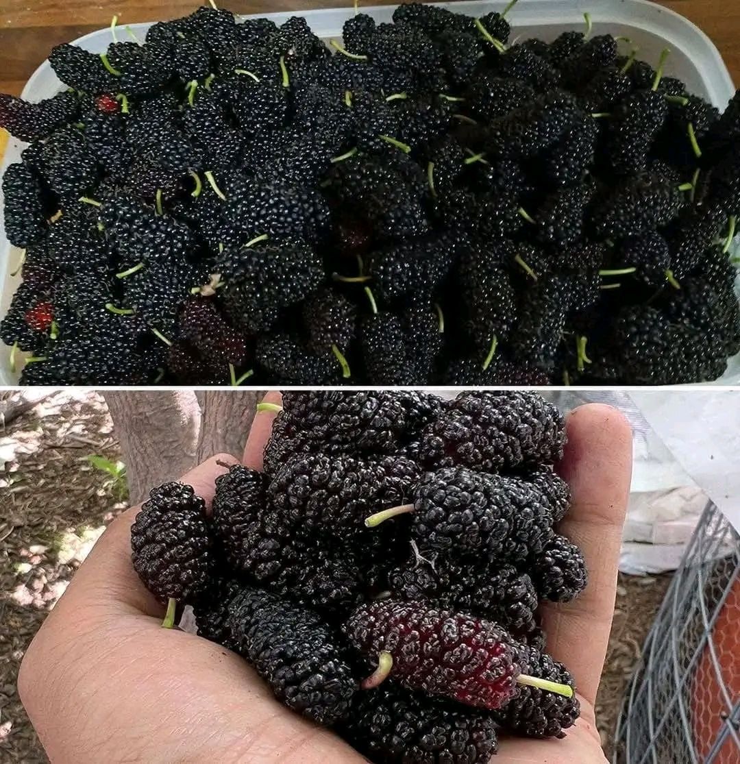 Black mulberry: regulates blood pressure, improves eyesight, prevents cancer and relieves headaches