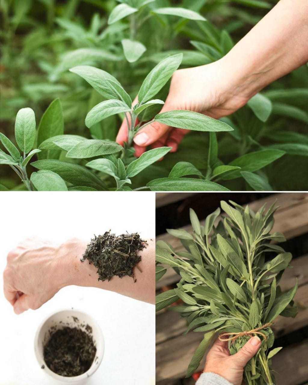 The healing power of Sage – a miracle plant for human health