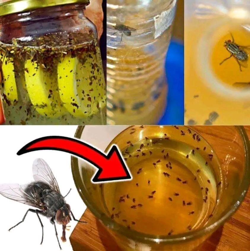 Enjoy a Fly and Mosquito-Free Summer with a Simple, Natural Remedy