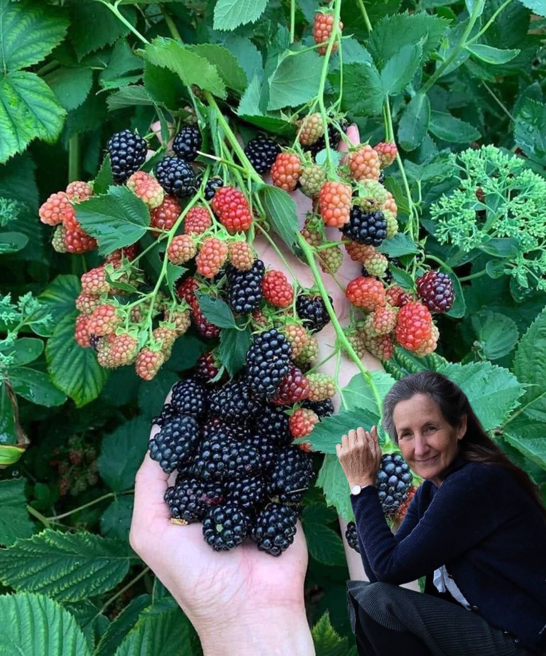 11 Reasons You Should Eat a Handful of Raspberries Every Day