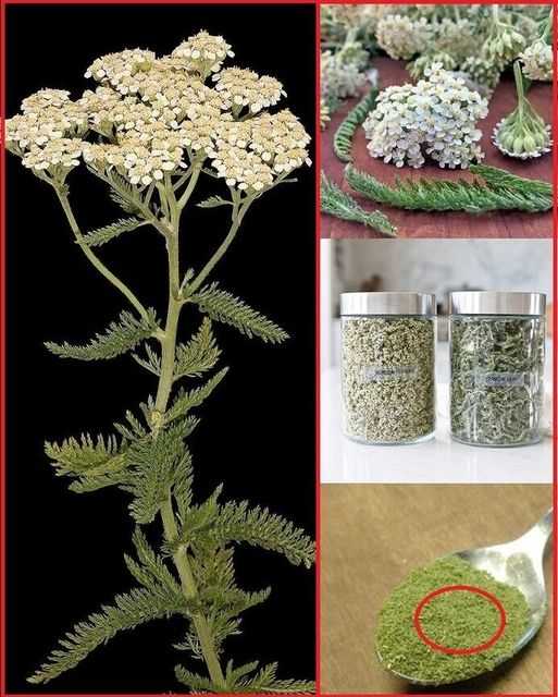 Unlocking the Time-Saving Benefits of Yarrow: A Botanical Wonder