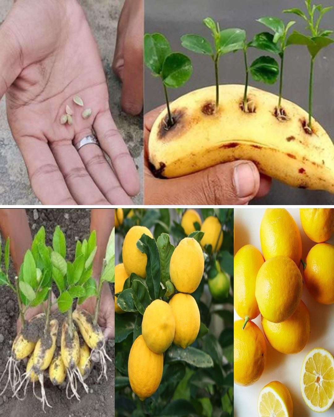 Pierce a banana and insert the lemon seeds, the result will amaze you: what happens