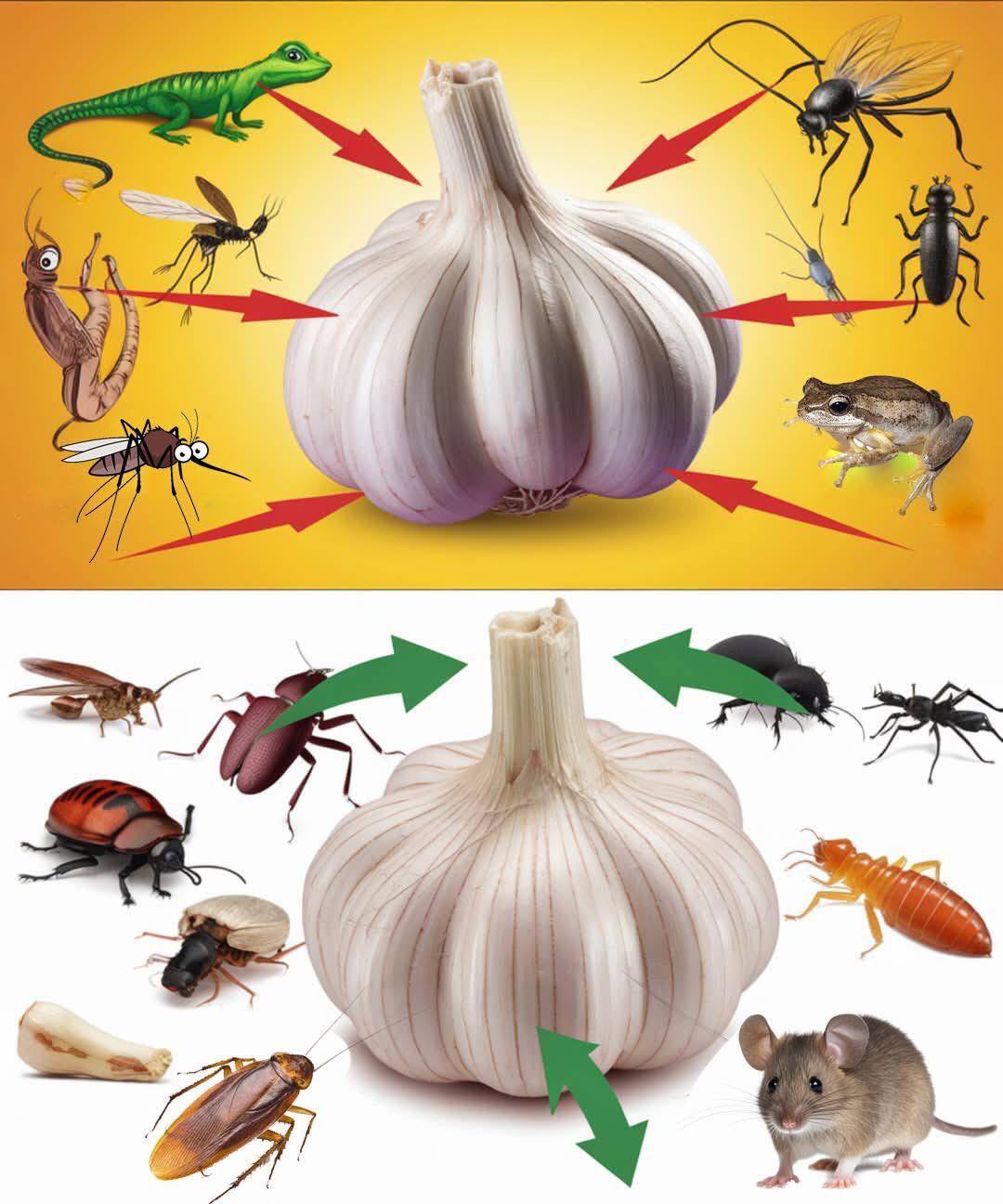 How to Use Garlic to Eliminate Pests: Mice, Flies, Lice, and Cockroaches