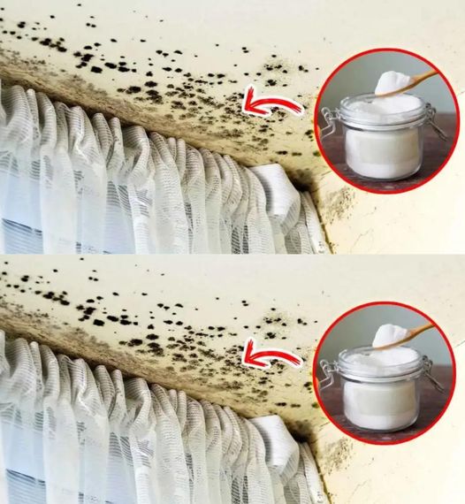 The genius trick to permanently remove mold from walls