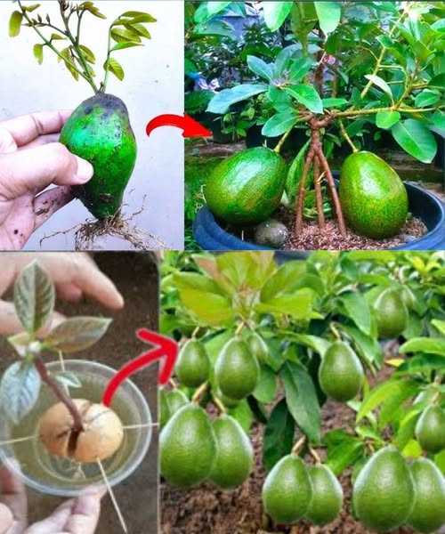 Learn how to grow avocados in a pot so you never have to buy them again