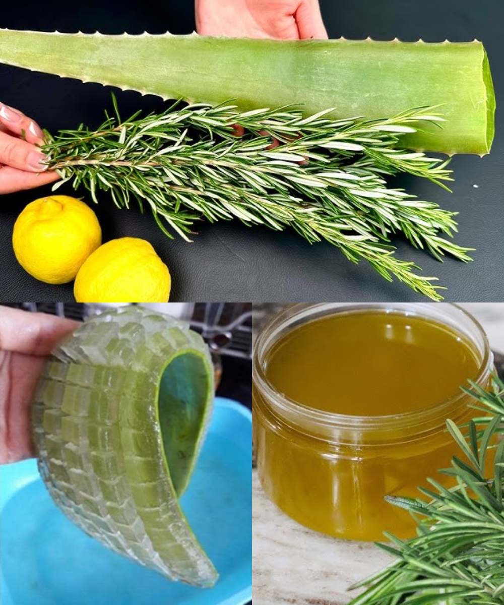 Aloe Vera and Rosemary: A Natural Duo for Detox and Vitality