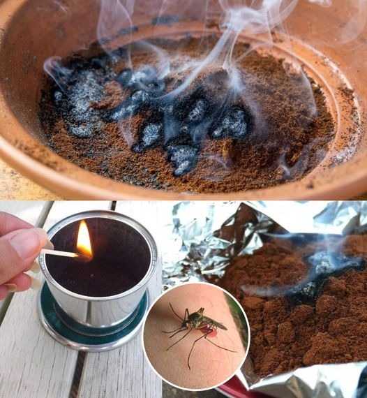 If you want to kill mosquitoes naturally and effectively, drink coffee.