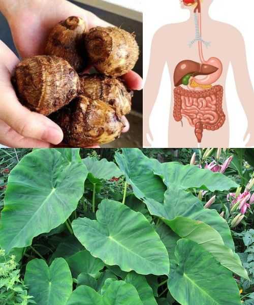 Taro (Colocasia esculenta): The Secret to Digestive and Colon Health