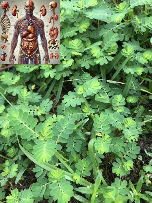 The Stonebreaker Plant (Phyllanthus niruri): The Secret No One Will Ever Tell You