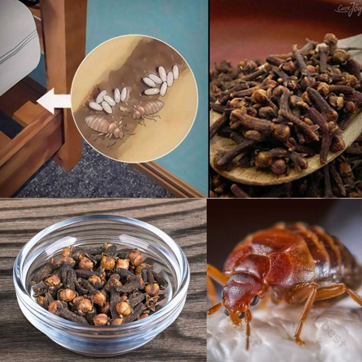 Bedbugs: How Do They Live, and How to Eradicate Them from Your House Using Clove?