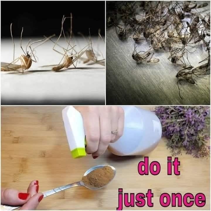 Do this and you will never see flies and mosquitoes in your house again Only polite members will thank you for the recipe