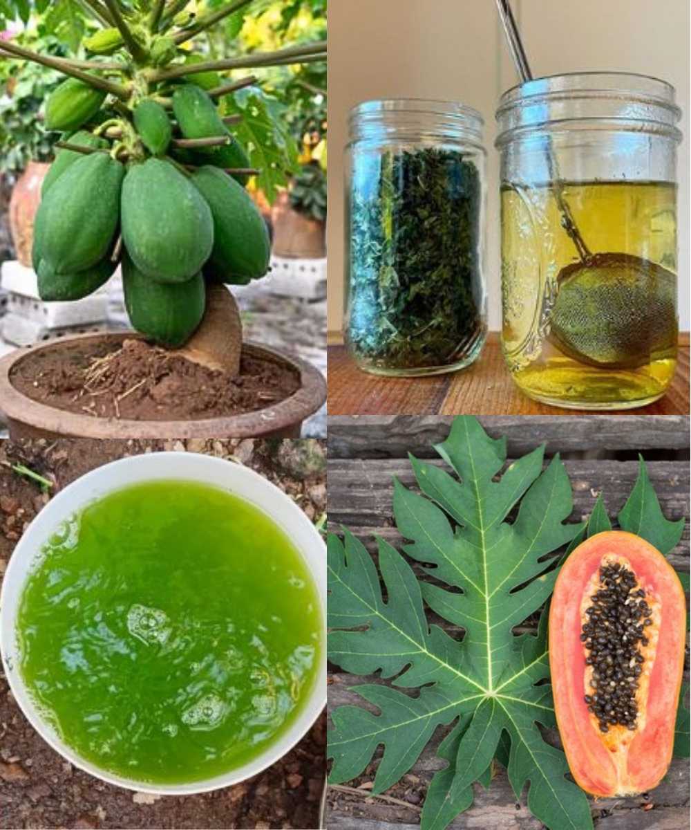 Unlock the Healing Power of Papaya Leaves: Nature’s Secret Remedy