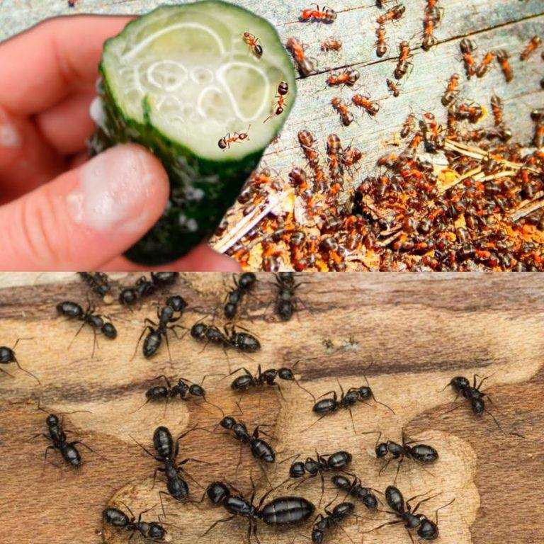 Use Cucumber to Eradicate Ants and Aphids Permanently: A Safe and Efficient Method