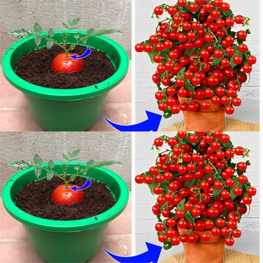 Unveil the Mysterious Process of Tomato Propagation