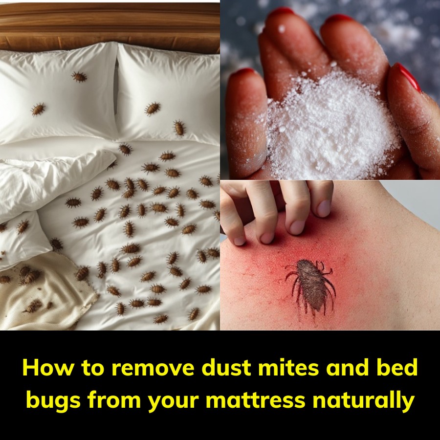 How to remove dust mites and bed bugs from your mattress naturally