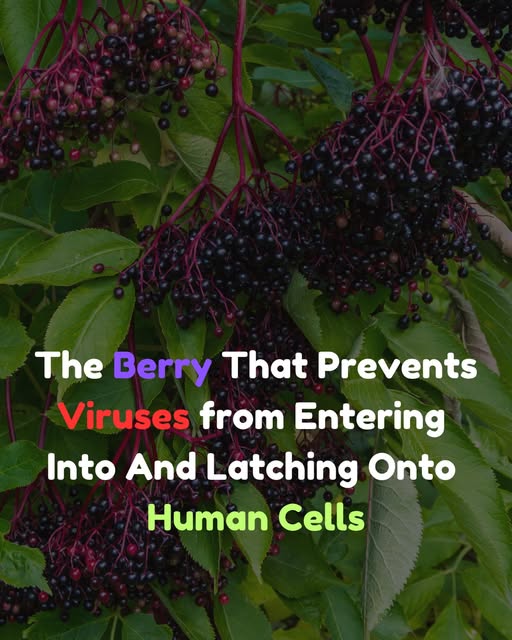 The Berry That Prevents Viruses from Entering into & Latching Onto Human Cells