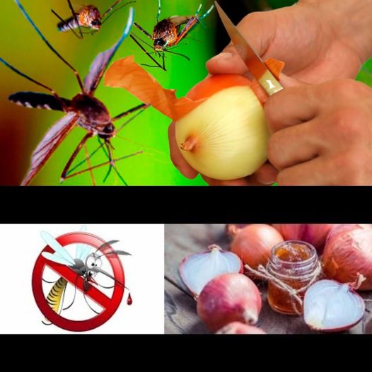 Mosquitoes Disappear in Just 1 Minute Forever! Best Free Organic Recipe with Onion