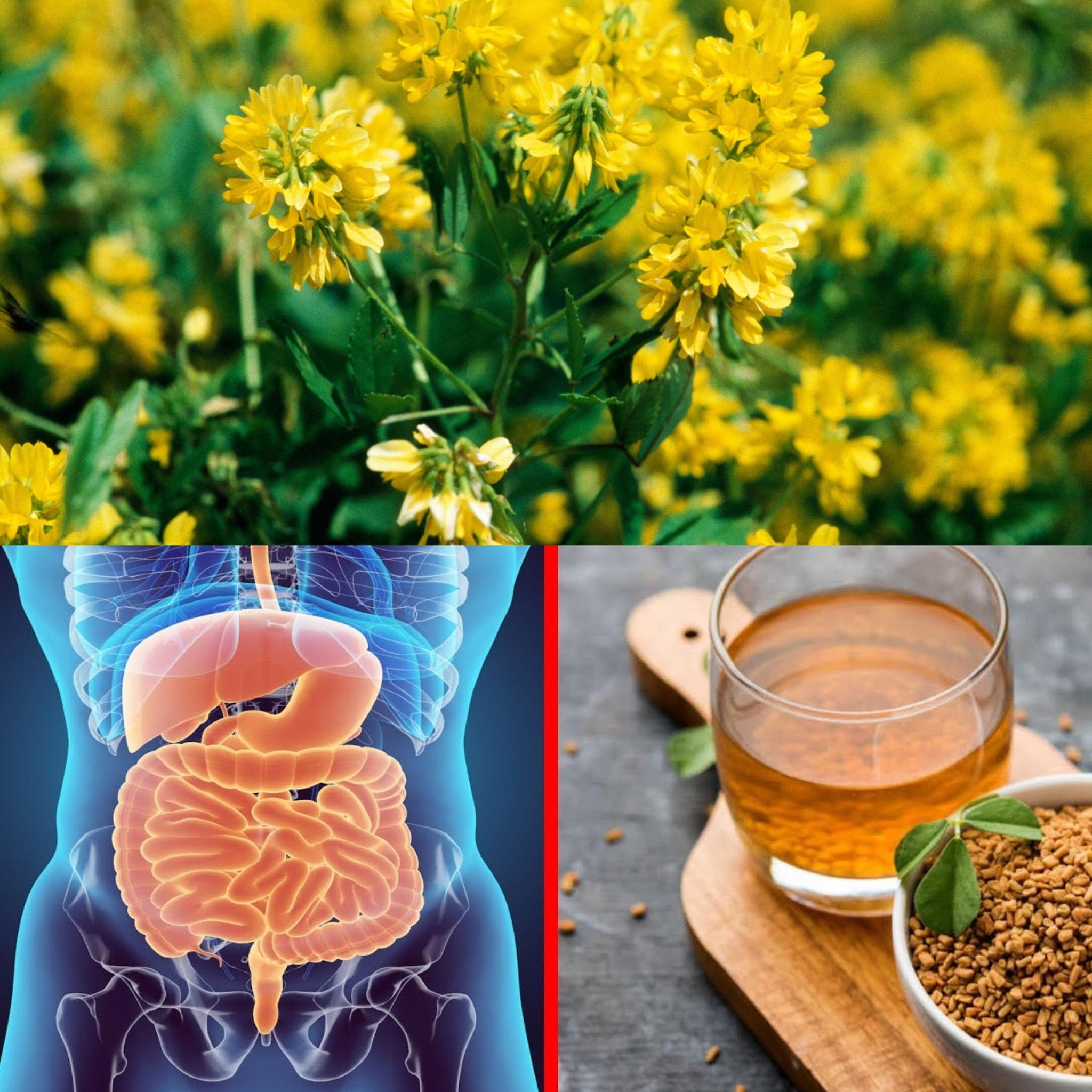 3 Reasons You Should Start Drinking Fenugreek Water on an Empty Stomach – Benefits of Methi Dana