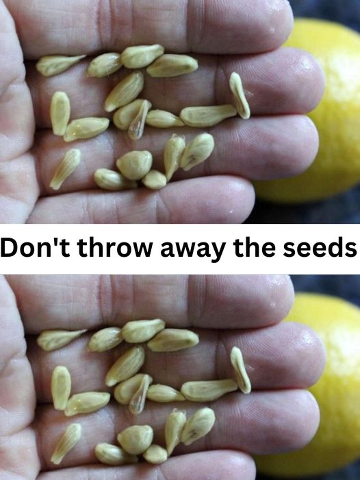 When squeezing lemons, don’t make the mistake of throwing away the seeds: they are worth their weight in gold used this way