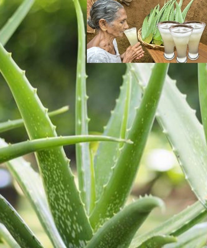 Grandma’s Secret: Aloe Vera Juice Revealed!