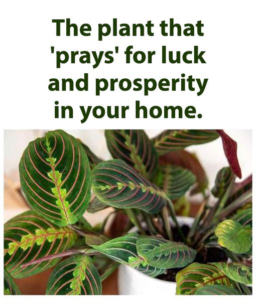 The plant that ‘prays’ for luck and prosperity in your home.