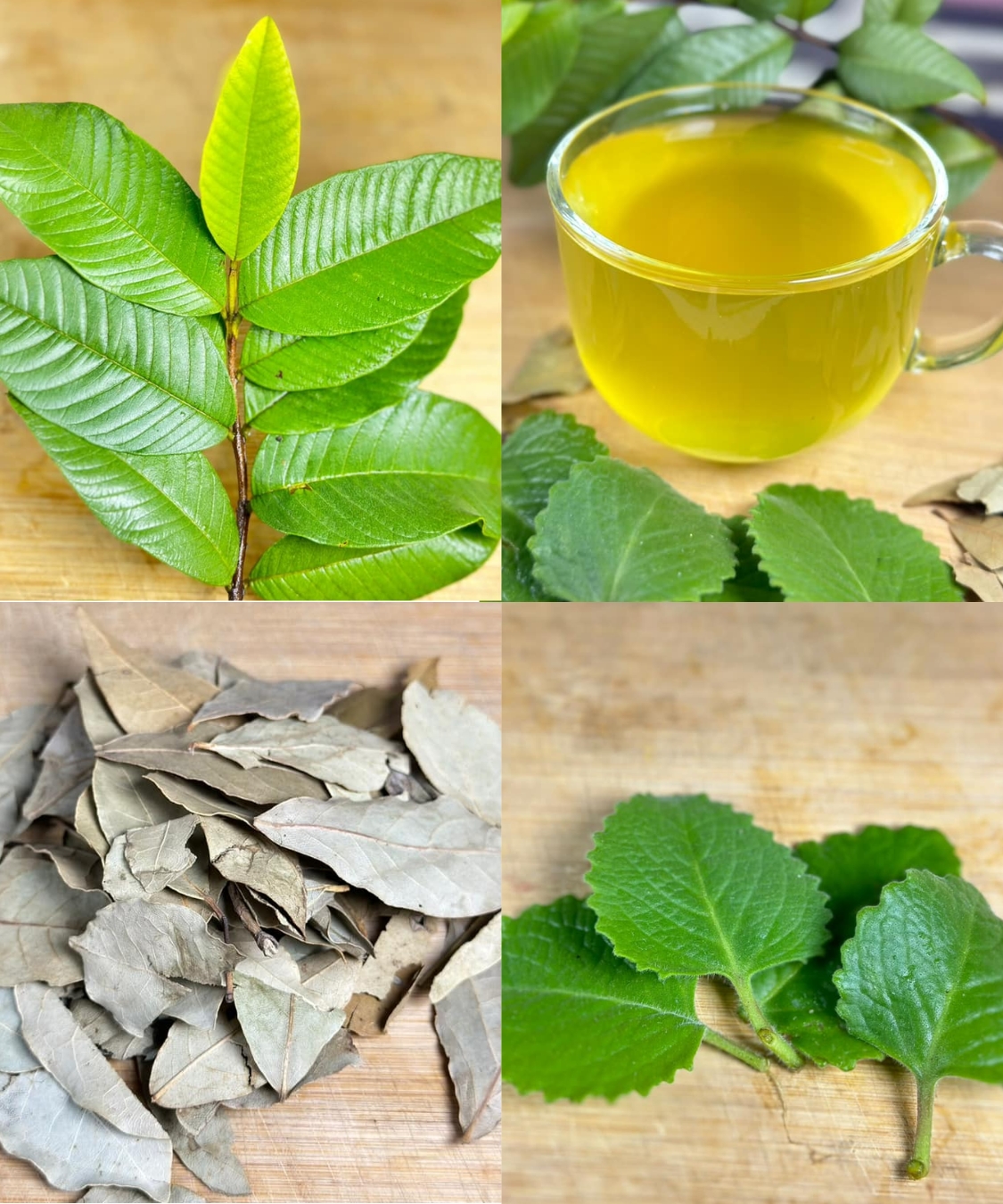 The Healing Leaves for All Your Ailments: Diabetes, Poor Circulation, Fatty Liver, High Blood Pressure, and Cancer.