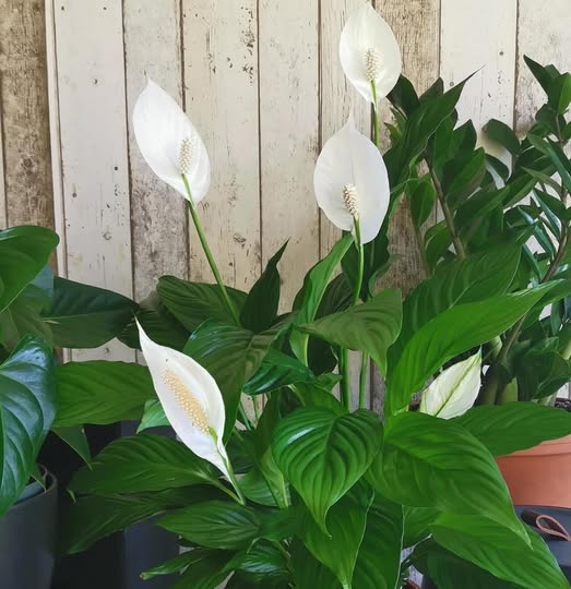 How to Care for Peace Lily to Make It Bloom All Year Round and Last Forever