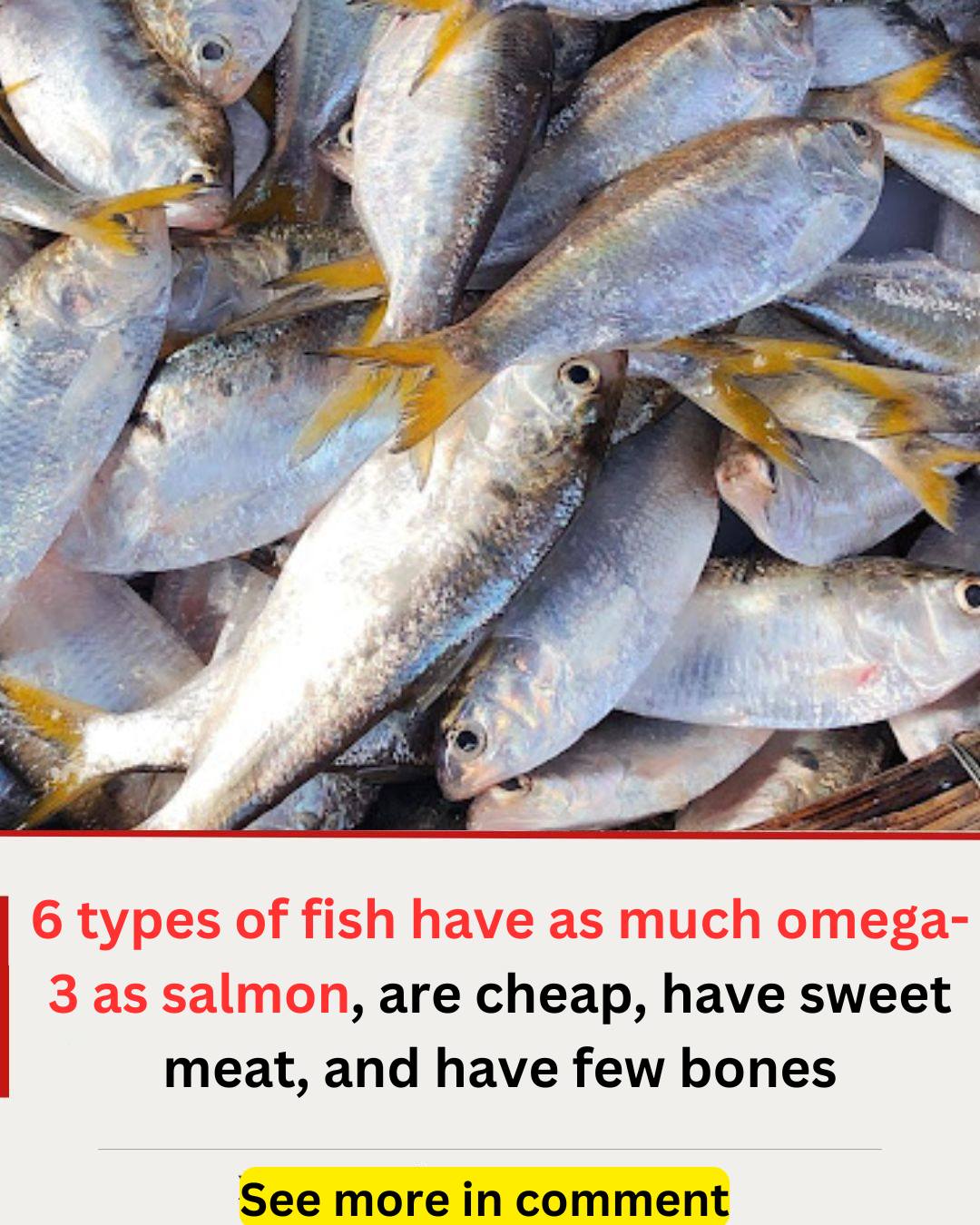 6 types of fish have as much omega-3 as salmon, are cheap, have sweet meat, and have few bones