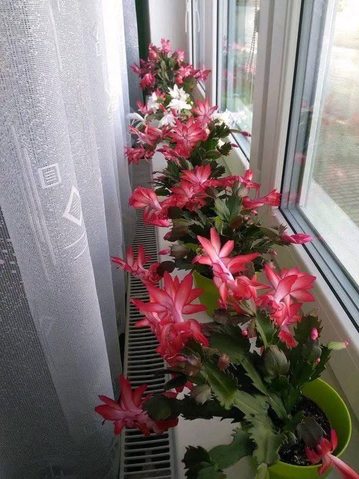 How to Create a “Collection” of Christmas Cactus from Individual Parts