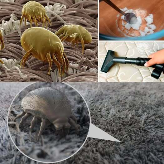 How to Remove Dust Mites From a Mattress Fast