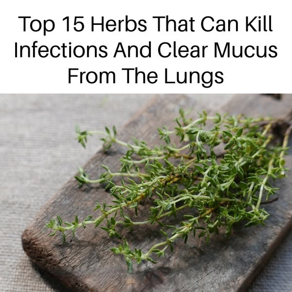 Top 15 Herbs That Can Kill Infections And Clear Mucus From The Lungs